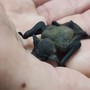 Un piccolo pipistrello salvato dai passanti e curato da Enpa