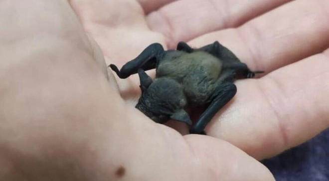 Un piccolo pipistrello salvato dai passanti e curato da Enpa