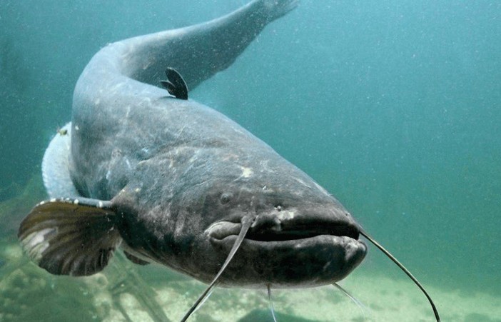 Scoprire o riscoprire le bellezze del lago di Varese, tra arte e cucina con un pranzo a base di pesce siluro