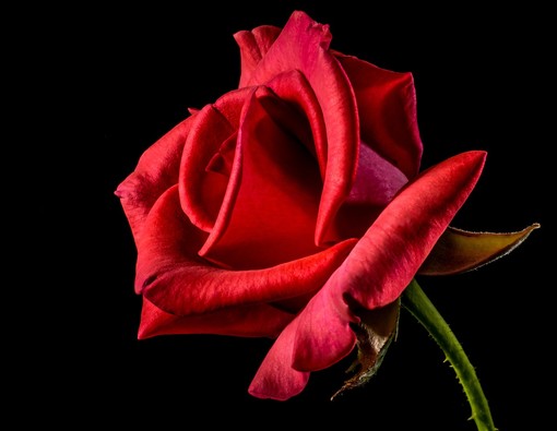 San Valentino, Coldiretti: da rose a viole e orchidee. Le scelte nel Varesotto