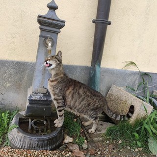 Rocky amava chiedere agli umani di aprirgli la fontanella