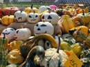 FOTO. La Sagra della zucca di Olgiate festeggia il 15esimo compleanno con un grande successo