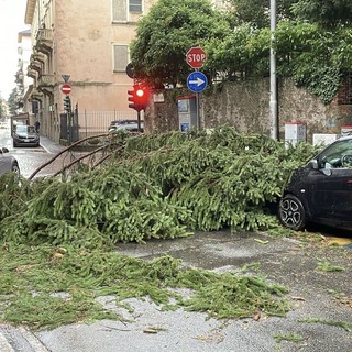 Un grosso ramo caduto al semaforo all’angolo tra via Sabotino e via Dandolo