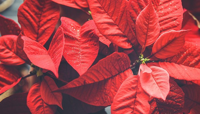 Come &quot;salvare&quot; e tenere in vita la Stella di Natale, un regalo che è un grande classico delle feste varesine