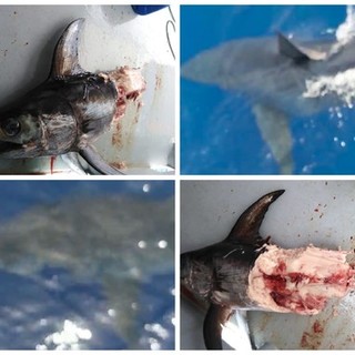 FOTO. Liguria, pescatori avvistano uno squalo bianco: era lungo cinque metri