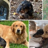 Dall'alto alcuni degli amici aiutati da Super Star Pets: Alvin adottato ad aprile, Annie super star, Teemu, una &quot;pazza&quot; barboncina e ancora Alvin con Aki