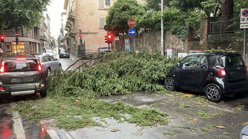 Un grosso ramo caduto al semaforo all’angolo tra via Sabotino e via Dandolo