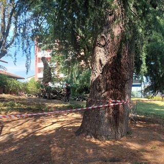 FOTO. Rimossi gli alberi pericolosi al parco di Villa Durini