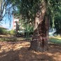 FOTO. Rimossi gli alberi pericolosi al parco di Villa Durini