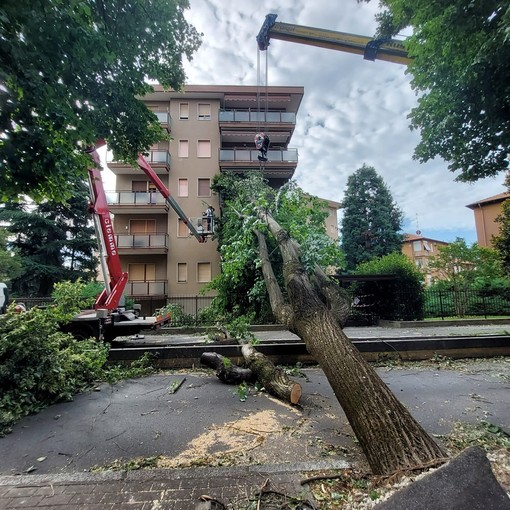 Legnano verso il ritorno alla normalità: riapre viale Gorizia dopo la rimozione dell’albero
