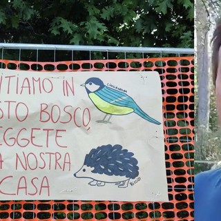 Il &quot;papà&quot; dei ricci in difesa del bosco di Gallarate: «Gli animali sono parte di un patrimonio da proteggere»