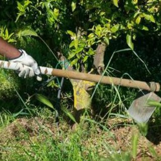 Caporalato, scoperti 33 lavoratori ridotti in schiavitù in provincia di Verona