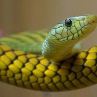 Cina, trovato con 100 serpenti vivi nel pantaloni: arrestato