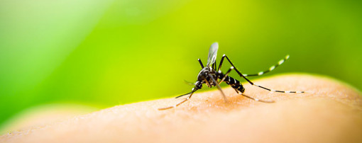 In azione nei parchi contro mosche e zanzare
